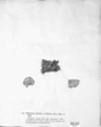 Stereum hirsutum image